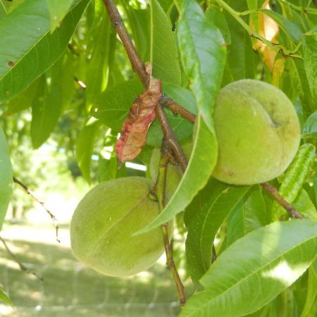 Urlaub Fuer Die Seele - Erholung Pur In Der Natur - Ferienhaus Mit Infrarotkabine & Relax-Raum Rucmanci Ngoại thất bức ảnh