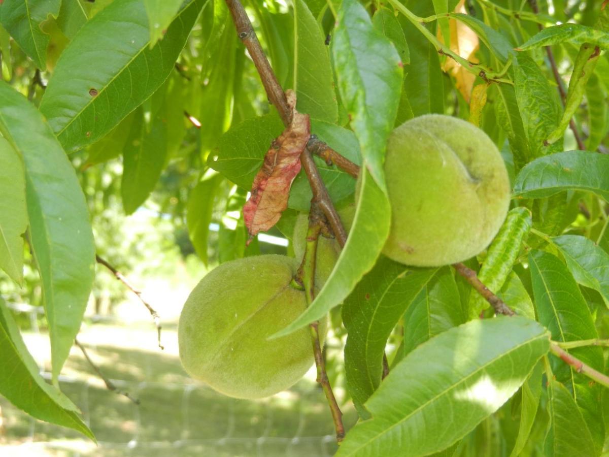 Urlaub Fuer Die Seele - Erholung Pur In Der Natur - Ferienhaus Mit Infrarotkabine & Relax-Raum Rucmanci Ngoại thất bức ảnh